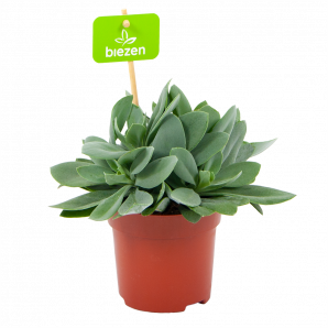 senecio cephalophorus-cactussen-vetplanten-potmaat 11cm-hoogte 15cm-biezen-label