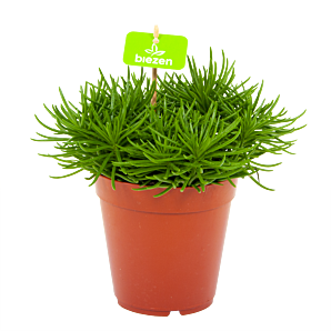 senecio himalaya-cactussen-vetplanten-potmaat 15cm-hoogte 25cm-biezen-label