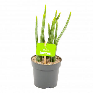 Senecio Stapeliaeformis - p11 h15 - Cactussen en vetplanten - biezen voor