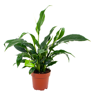 spathiphyllum wallisii-lepelplant-bloeiende kamerplanten-potmaat 13cm-hoogte 50cm-bloemkleur wit-biezen-label