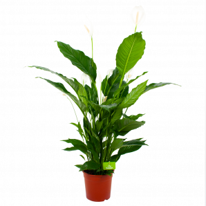 spathiphyllum wallisii-lepelplant-bloeiende kamerplanten-potmaat 24cm-hoogte 120cm-bloemkleur wit-biezen-label