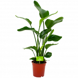 strelitzia nicolai-paradijsvogelpant-groene kamerplanten-potmaat 19cm-hoogte 80cm-biezen-label