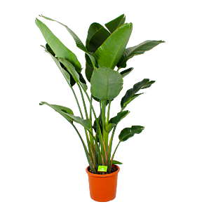 Strelitzia Nicolai - Paradijsvogelpant - p32 h170 - Groene kamerplanten - biezen voor