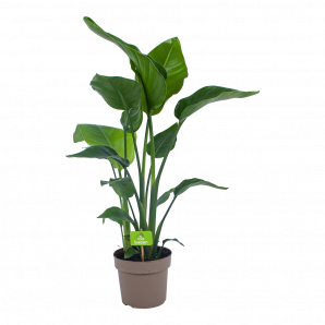 Strelitzia Nicolai - Paradijsvogelplant - p21 h90 - Groene kamerplanten - biezen voor
