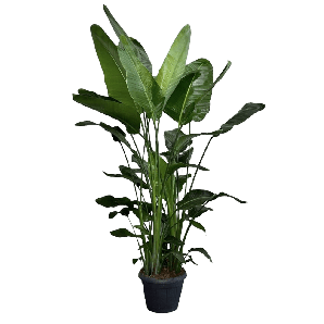 Strelitzia Nicolai - Paradijsvogelplant - p35 h200 - Groene kamerplanten - biezen voor