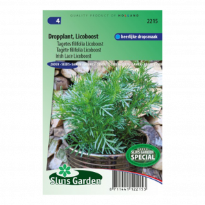 Tagetes filifolia Licoboost Dropplant - Sluis Garden - Zaden