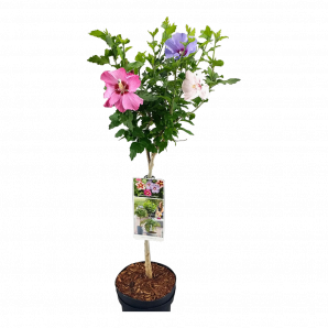 Terrasboompje Hibiscus sy. 'Tricolor' - Boompje Op stam - p19 h80 - Paars, Blauw, Wit, Roze