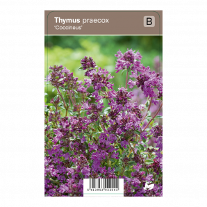 Thymus praecox ‘Coccineus’ - Kruiptijm - p9 - paars