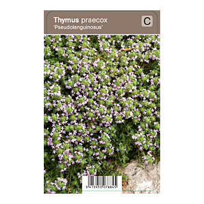 Thymus praecox ‘Pseudolanguinosus’ - Kruiptijm - p9 - roze