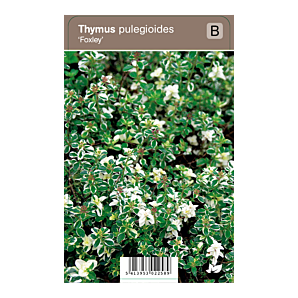 Thymus pulegioides ‘Foxley’ - Tijm - p9 - wit