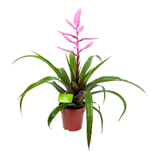 Tillandsia Andreas  - p12 h55 Roze - Bloeiende kamerplanten - biezen voor