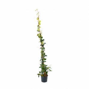 Toscaanse Jasmijn 'Sterjasmijn' - Trachelospermum jasminoides - p18 h150/160 - wit