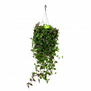 Tradescantia Green Hill - Vaderplant - in Hangpot - p17 h35 - Hangende kamerplanten - biezen voor