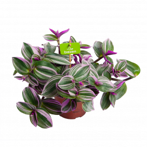 Tradescantia Nanoek - Vaderplant - p15 h15 - Cactussen en vetplanten - biezen voor