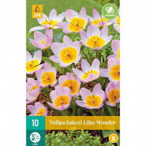 Tulipa bakeri Lilac Wonder - 10st - Bloembollen - JUB Holland
