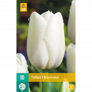 Tulipa Clearwater - 10st - Bloembollen - JUB Holland