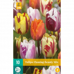 Tulipa Flaming Beauty Mix - 10st - Bloembollen - JUB Holland