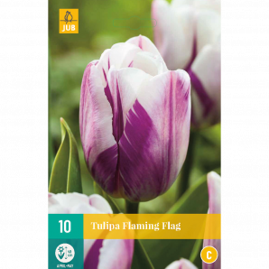 Tulipa Flaming Flag - 10st - Bloembollen - JUB Holland