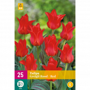 Tulipa Greigii Rood - 25st - Bloembollen - JUB Holland