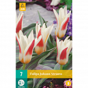 Tulipa Johann Strauss - 7st - Bloembollen - JUB Holland