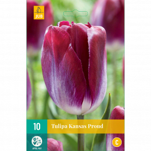Tulipa Kansas Proud - 10st - Bloembollen - JUB Holland