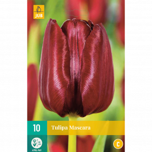 Tulipa Mascara - 10st - Bloembollen - JUB Holland