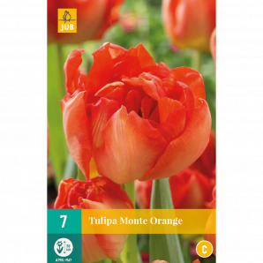 Tulipa Monte Orange - 7st - Bloembollen - JUB Holland