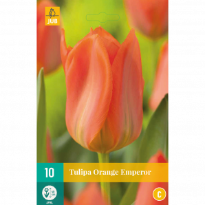 Tulipa Orange Emperor - 10st - Bloembollen - JUB Holland