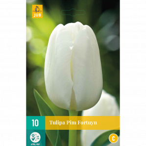 Tulipa Pim Fortuyn - 10st - Bloembollen - JUB Holland