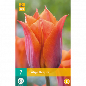 Tulipa Request - 7st - Bloembollen - JUB Holland