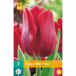 Tulipa Ruby Prince - 7st - Bloembollen - JUB Holland