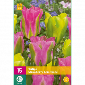 Tulipa Strawberry Lemonade - 15st - Bloembollen - JUB Holland