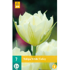 Tulipa White Valley - 7st - Bloembollen - JUB Holland