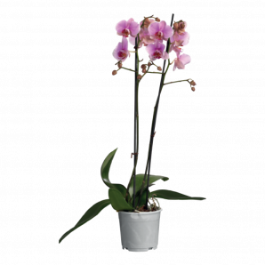 Phalaenopsis - Vlinderorchidee - 2 taks - p12