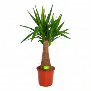 Yucca Inca Tree - Palmlelie - p24 h85 - Groene kamerplanten - biezen voor