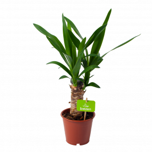 Yucca - Palmlelie - p12 h45 - Groene kamerplanten - biezen voor