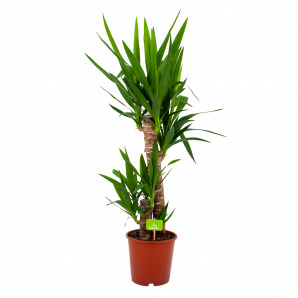 yucca-palmlelie-groene kamerplanten-potmaat 19cm-hoogte 90cm-biezen-label