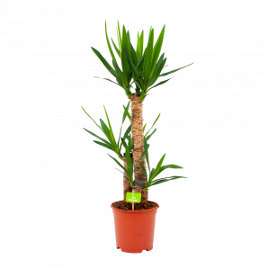 Yucca - Palmlelie - p21 h100 - Groene kamerplanten - biezen voor