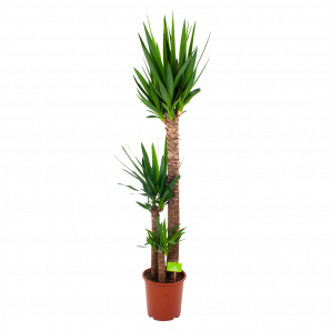 yucca-palmlelie-groene kamerplanten-potmaat 24cm-hoogte 165cm-biezen-label