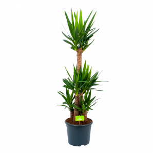 Yucca - Palmlelie - p29 h150 - Groene kamerplanten - biezen voor