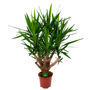 Yucca - Vertakt - Palmlelie - p27 h110 - Groene kamerplanten - biezen voor