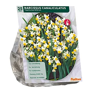 Zak Narcis Canaliculatis - 25st - Bloembollen -Baltus