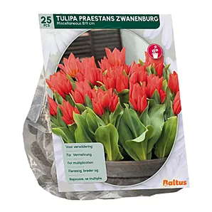 Zak Tulipa Praestans Zwanenburg - 25st -  Bloembollen -Baltus