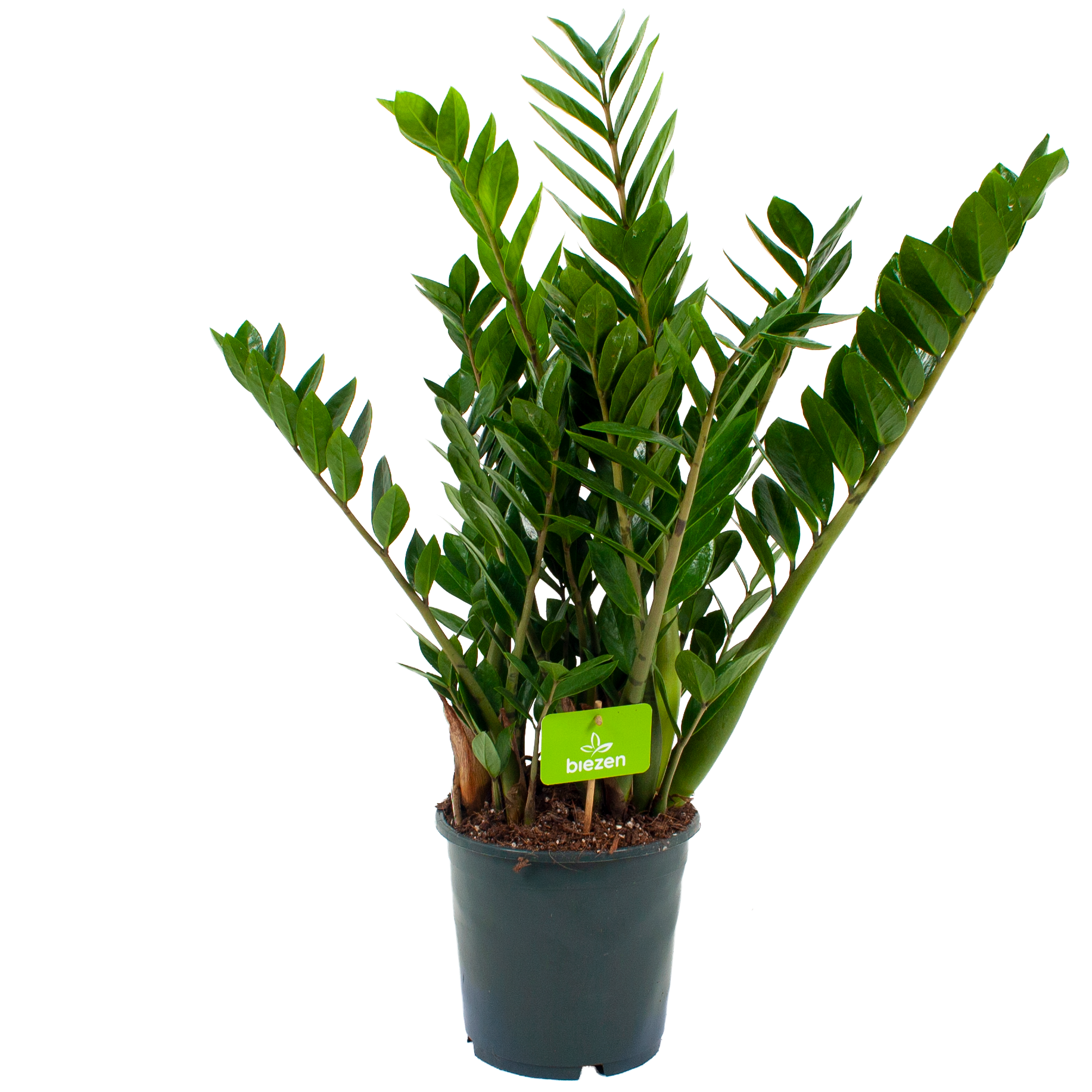 zamiifolia - palm - p21 h80 - Groene kamerplant Biezen