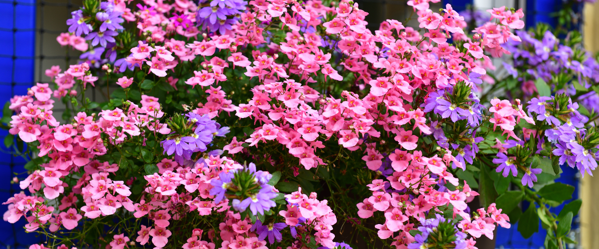 Napoleon Phantom Rogue SE 425