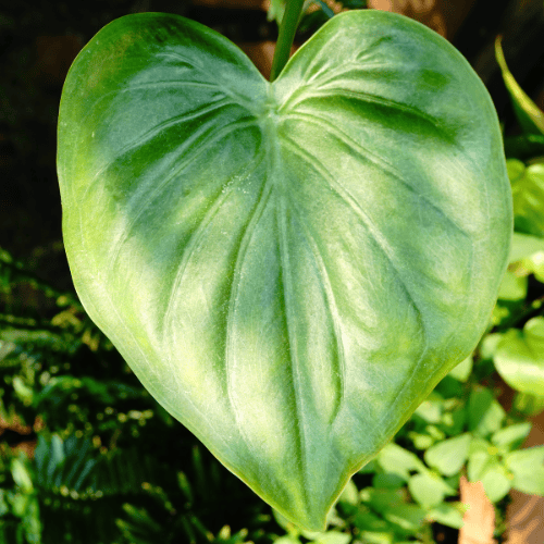 blad van een alocasia