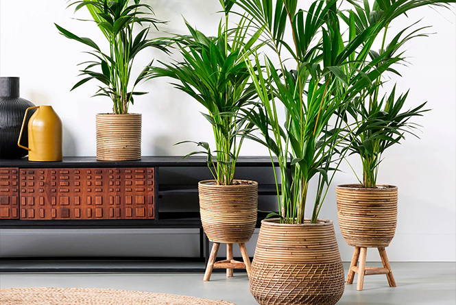 grote kamerplanten ter illustratie