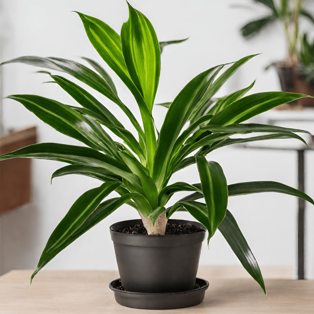 dracaena ter illustratie in woonkamer met zwarte pot