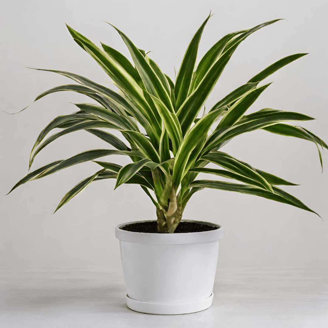 dracaena ter illustratie in witte pot