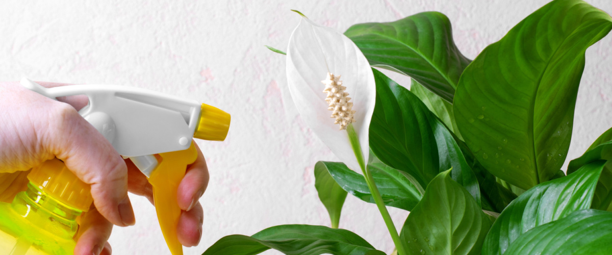 Napoleon Phantom Rogue SE 425